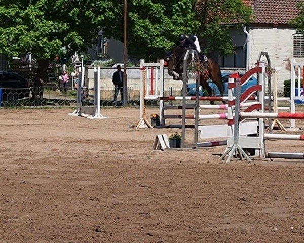 jumper Calidas Pleasure (German Sport Horse, 2020, from Caversal)