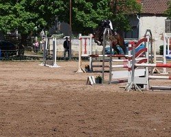 jumper Calidas Pleasure (German Sport Horse, 2020, from Caversal)