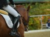 dressage horse WES Dondo Lion (German Riding Pony, 2012, from Don Dolino)