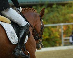 dressage horse WES Dondo Lion (German Riding Pony, 2012, from Don Dolino)