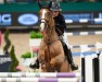 Springpferd Quintus Hb (Hannoveraner, 2011, von FRH Quaid)