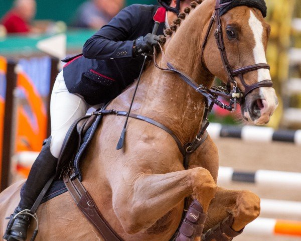 Springpferd Quintus Hb (Hannoveraner, 2011, von FRH Quaid)