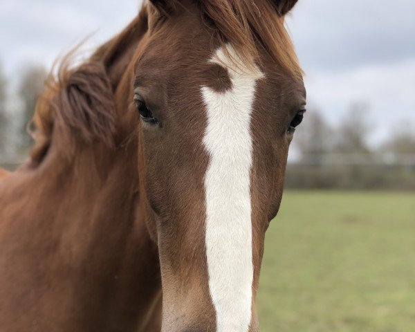 jumper Candlelight (Westphalian, 2018, from Captain Jack 44)