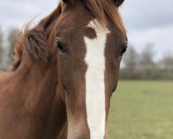 Springpferd Candlelight (Westfale, 2018, von Captain Jack 44)