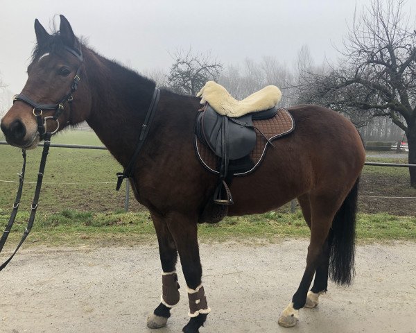 jumper Zizana (Dutch Pony, 2011, from Zeppe van de Ijsseldijk)