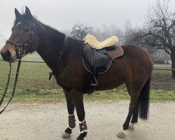 Springpferd Zizana (Nederlands Rijpaarden en Pony, 2011, von Zeppe van de IJsseldijk)