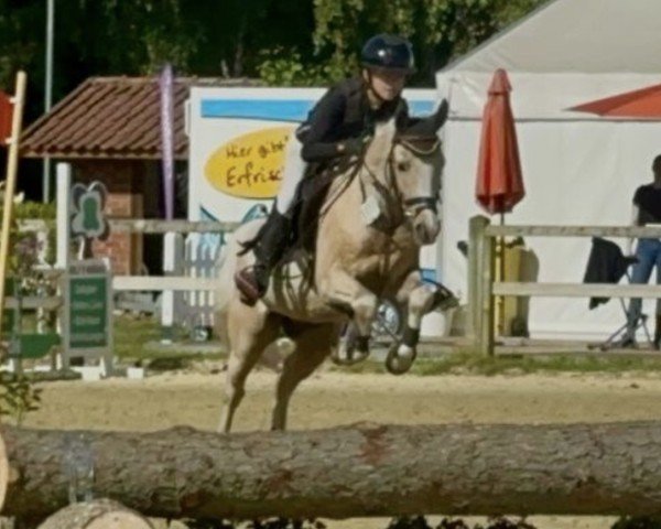 Dressurpferd Colorado 233 (Deutsches Reitpony, 2010, von Top Champy)