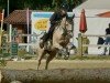 dressage horse Colorado 233 (German Riding Pony, 2010, from Top Champy)