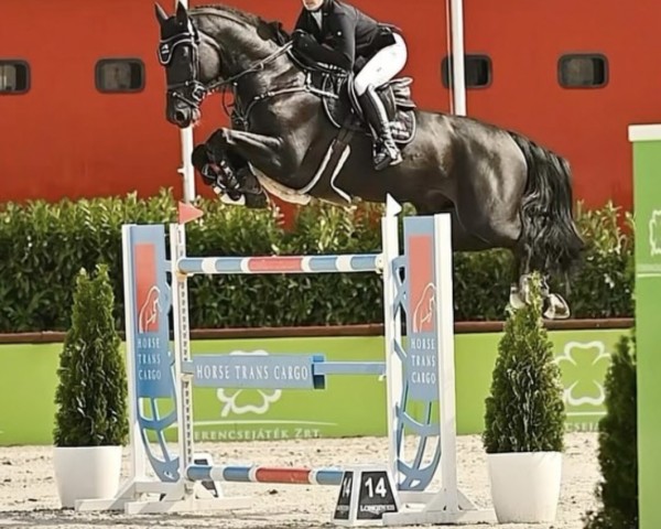 stallion Chad Blue PS (Oldenburg show jumper, 2015, from Chacco-Blue)