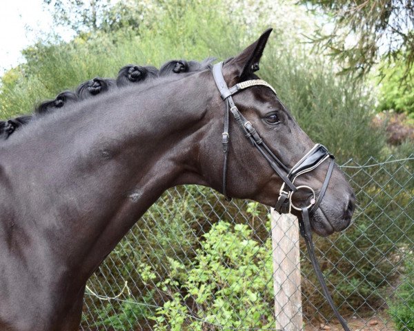 dressage horse Dream Boy 102 (Oldenburg, 2014, from Destano)