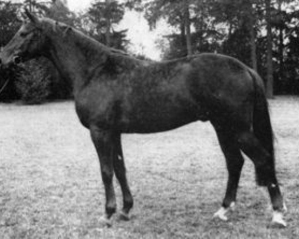 Pferd Brutus AA (Anglo-Araber, 1967, von Flor II AA)