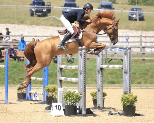jumper Be Aquila (anglo european sporthorse, 2016, from Golden Hawk)