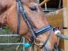 dressage horse First Lady (German Sport Horse, 2017, from Boliviano)