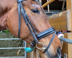 dressage horse First Lady (German Sport Horse, 2017, from Boliviano)