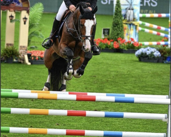 jumper Z7 For T (anglo european sporthorse, 2019, from For Pleasure)