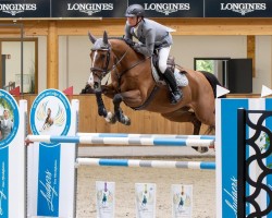 jumper Be Wineham (anglo european sporthorse, 2017, from Cuick Star Kervec)