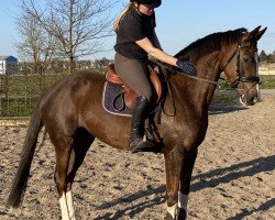 broodmare I'M Cute 'n Cool (KWPN (Royal Dutch Sporthorse), 2013, from Quadroneur)