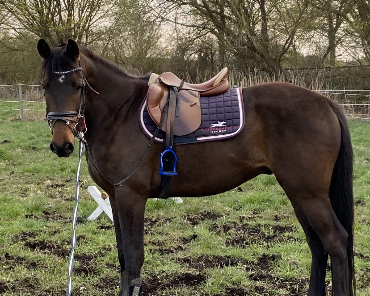 jumper Oskar R (Trakehner, 2017, from Fantome d'Abdullah)