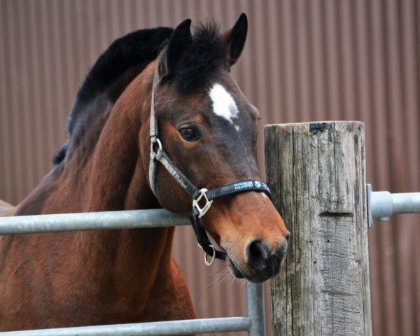 dressage horse Mirabell 130 (German Riding Pony, 1995, from Alvaro)
