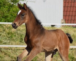 foal by Umano (Holsteiner, 2025, from Uriko)
