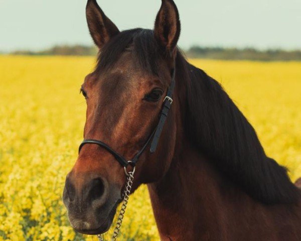 Dressurpferd La Calima (Cruzado, 2014)