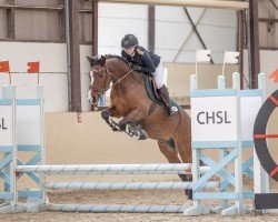 jumper Calico 24 (German Riding Pony, 2020, from FS Clarimo)