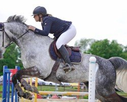 Deckhengst Clintop van Overis Z (Zangersheide Reitpferd, 2015, von Clintissimo 197 FIN)