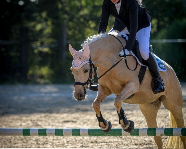 broodmare Dark Sunshine 2 (German Riding Pony, 2017, from Dating AT NRW)