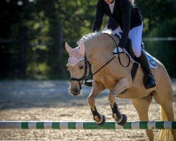 broodmare Dark Sunshine 2 (German Riding Pony, 2017, from Dating AT NRW)