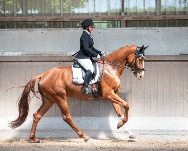 stallion Thiago WV (German Sport Horse, 2020, from Birkhof's Topas Fbw)