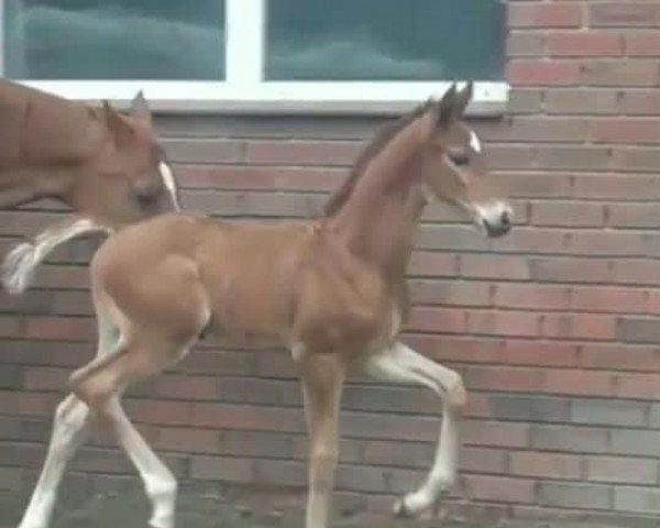 dressage horse Hengst von Floriscount / Faustinus (Oldenburg, 2020, from Fuechtels Floriscount OLD)