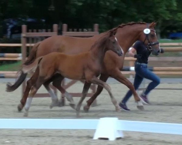 dressage horse Bardolino 45 (Oldenburg, 2019, from Callaho's Benicio)