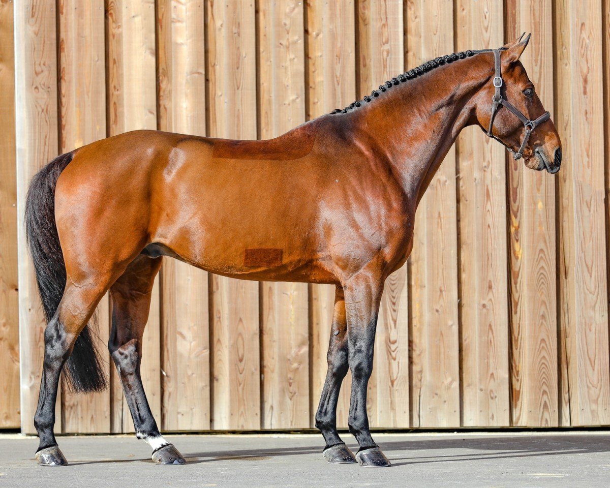 stallion HH Bresil de Riverland (Selle Français, 2011, from Canturano I)