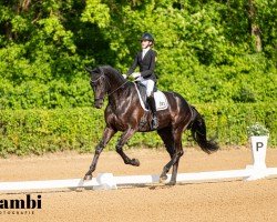 dressage horse Amicella 24 (Austrian Warmblood, 2020, from DSP Marc Cain)