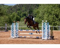 jumper Surprise (Swiss Warmblood, 2012, from Unbekannt SUI)
