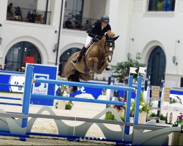 jumper Luidam's Warrior (anglo european sporthorse, 2014, from Luidam)