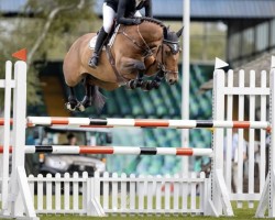jumper Z7 Pink Panther (anglo european sporthorse, 2018, from Cuick Star Kervec)
