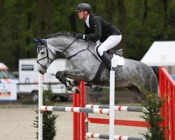 broodmare Diara GiH (Hanoverian, 2019, from Diacontinus)