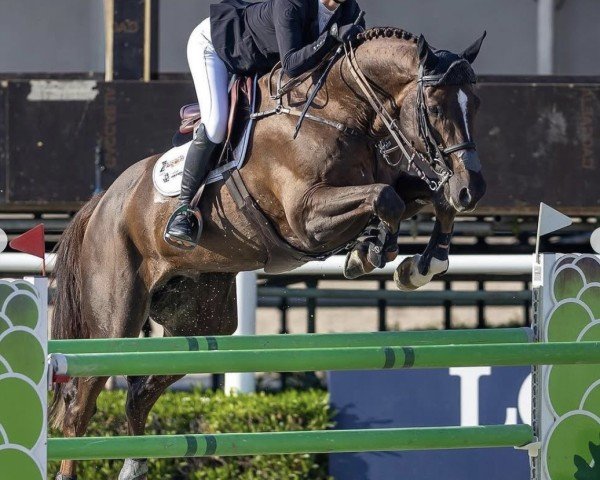jumper Z7 Regal Don (unknown, 2013, from Don van het Parelshof Z)