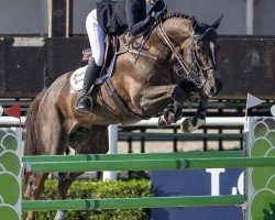 jumper Z7 Regal Don (unknown, 2013, from Don van het Parelshof Z)