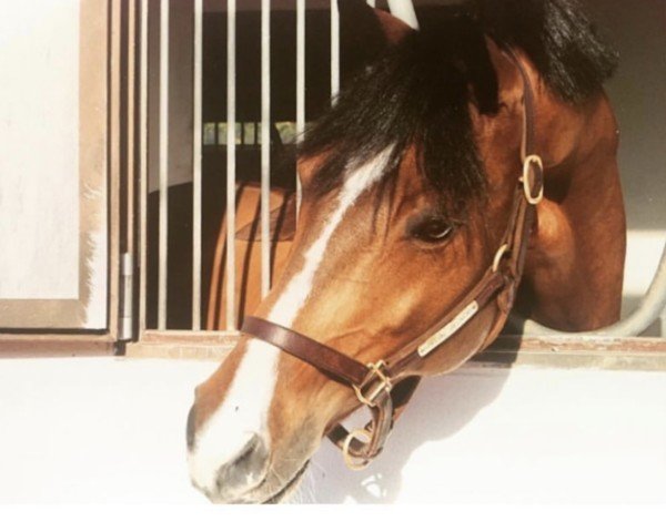 horse Special Delivery (anglo european sporthorse, 1994, from Prince Paradiso)