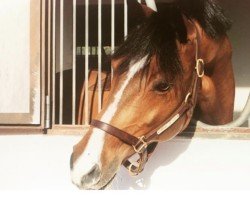 horse Special Delivery (anglo european sporthorse, 1994, from Prince Paradiso)