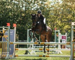 jumper Nacho Cheese (Zangersheide riding horse, 2019, from Neos 2)