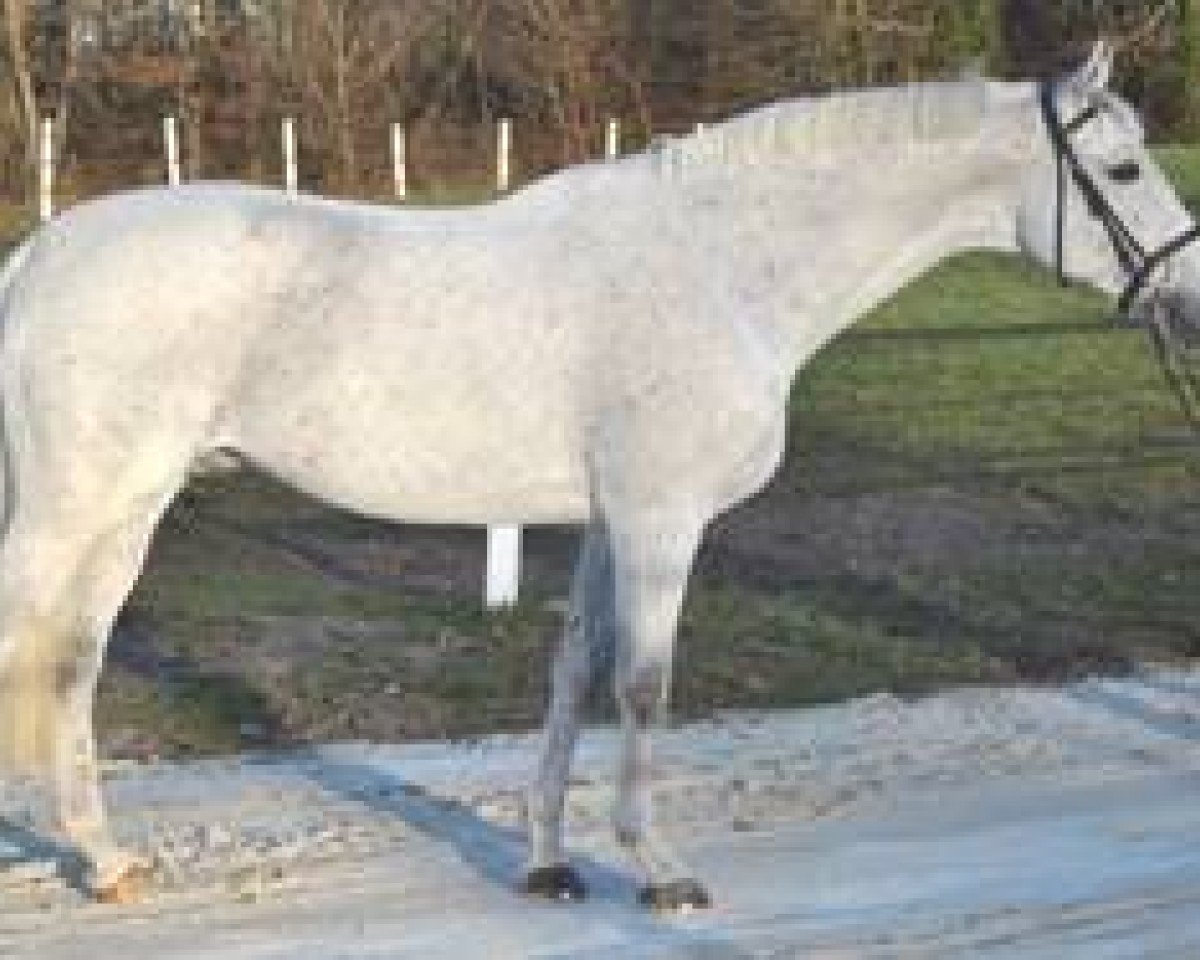 stallion Orient du Py (Anglo-Arabs, 2002, from Quatar de Plape AA)