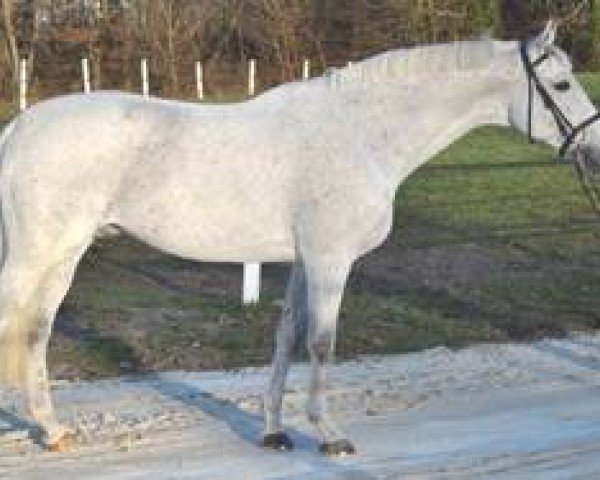 stallion Orient du Py (Anglo-Arabs, 2002, from Quatar de Plape AA)