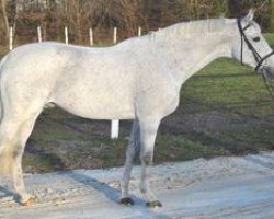 stallion Orient du Py (Anglo-Arabs, 2002, from Quatar de Plape AA)