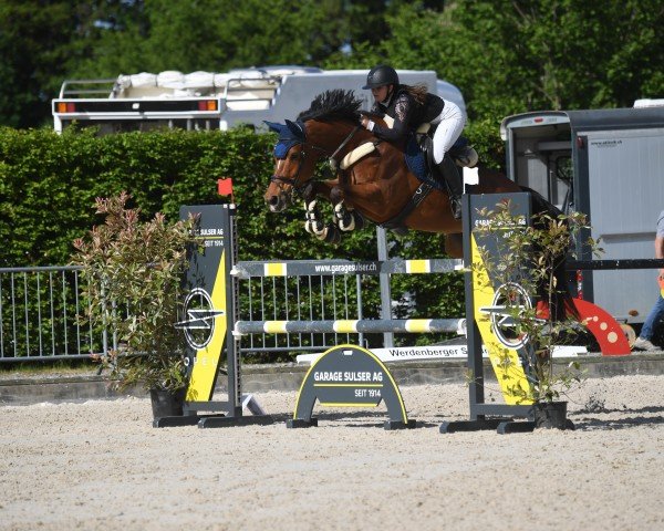 Springpferd Nice To Have (KWPN (Niederländisches Warmblut), 2018, von Sterrehof's Great Blue)
