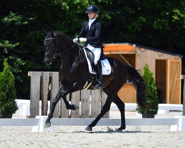 dressage horse Don Donier (Oldenburg, 2020, from Donier)