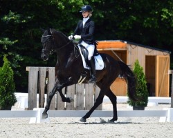dressage horse Don Donier (Oldenburg, 2020, from Donier)