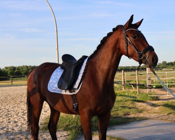dressage horse Gracy L (Hanoverian, 2022, from Galaxy)